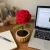 Handmade Crochet Rose Flower Pot | Mini Home Decor Gift Item (7×14 cm)